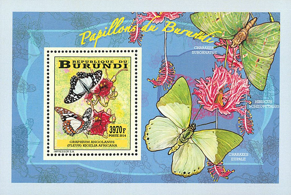 Fauna & Flora : Butterflies