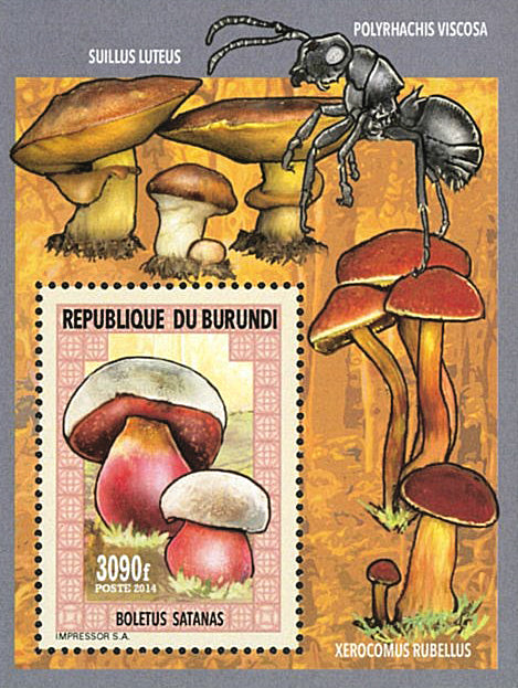 Fauna & Flora : Mushrooms & Insects (III)