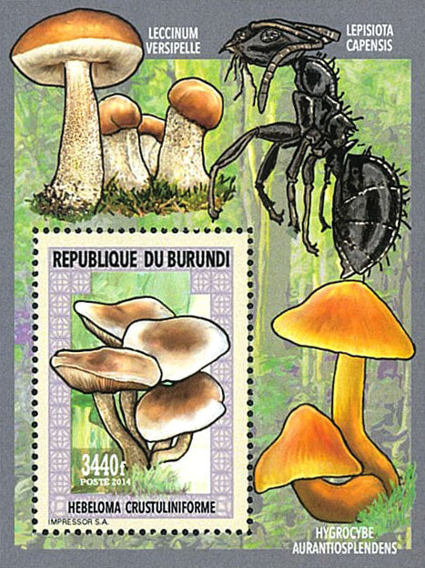 Fauna & Flora : Mushrooms ans Insects 1