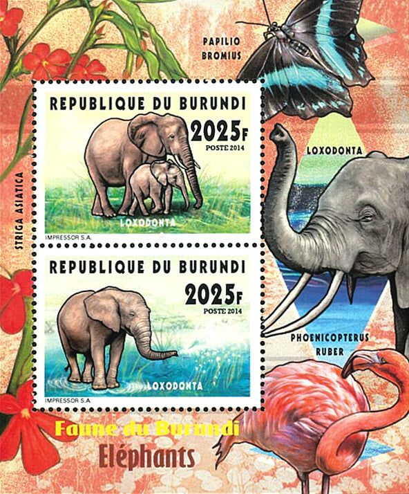 Fauna & Flora : Elephants