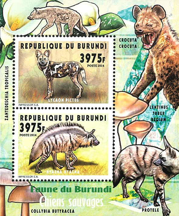 Fauna & Flora : Hyenas