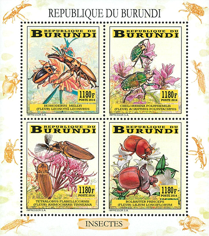 Fauna & Flora : Coleoptera