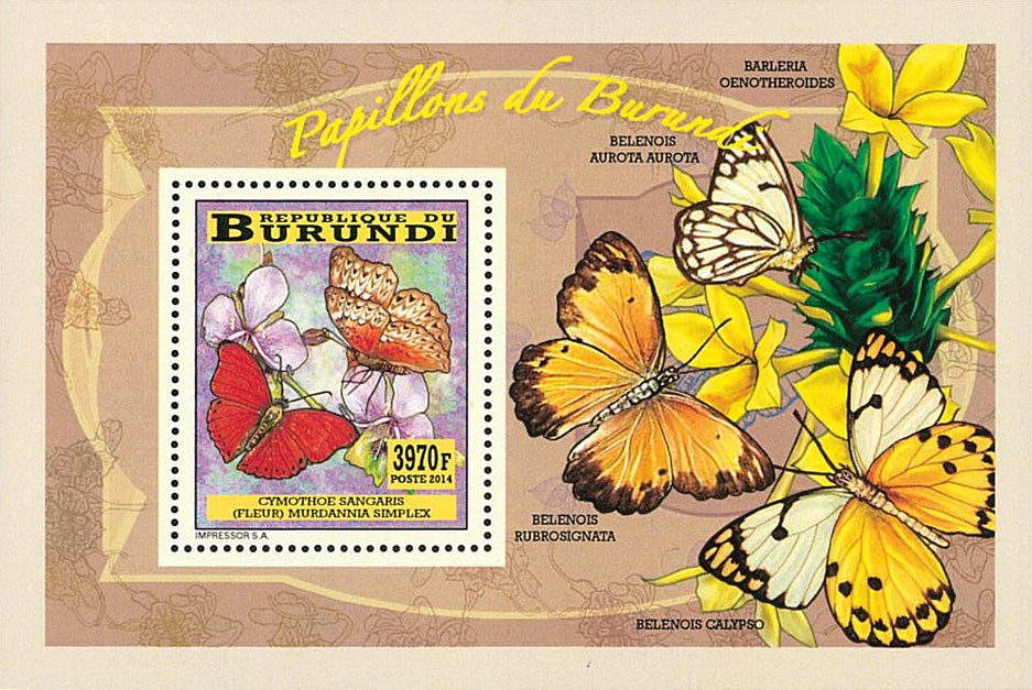 Fauna & Flora : Butterflies