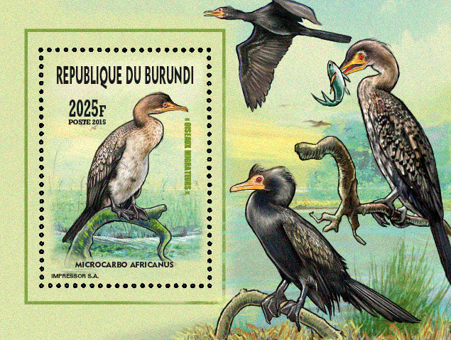Fauna & Flora : Birds 2015 (III) Echassiers & Cormorans