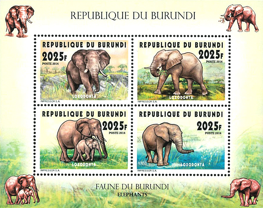 Fauna & Flora : Elephants