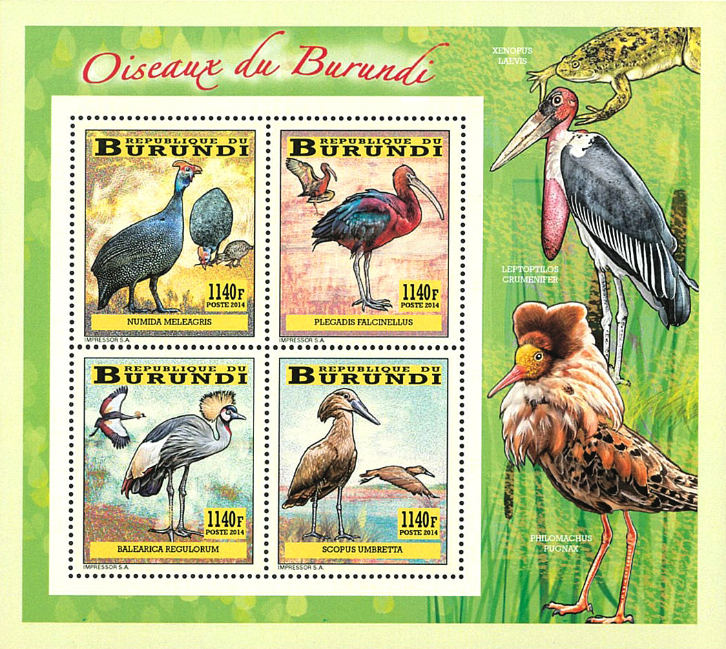 Fauna & Flora : Birds