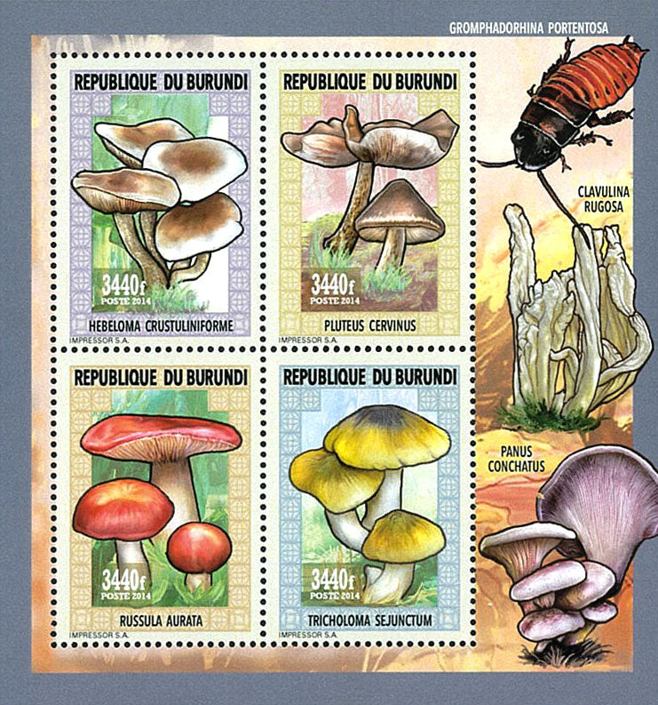 Fauna & Flora : Mushrooms ans Insects 1