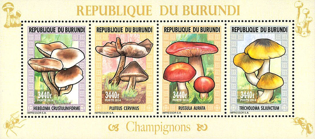 Fauna & Flora : Mushrooms ans Insects 1
