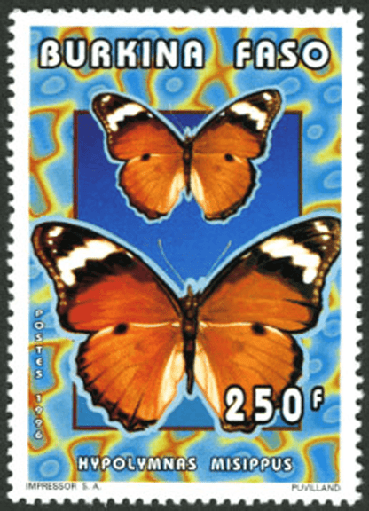 Butterflies (2613)